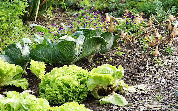 großer Obst- und Gemüsegarten - Fewo Lankl in Röhrnbach